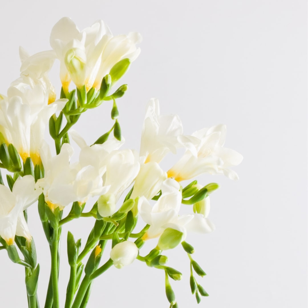 Our Impression of English Pear & Freesia